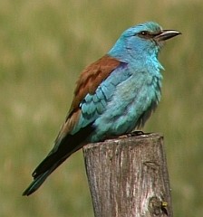 European Roller2 - Coracius garrulus © John Muddeman